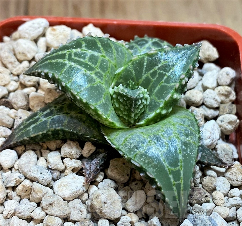 SH5799 Haworthia tessellata 'Fang'