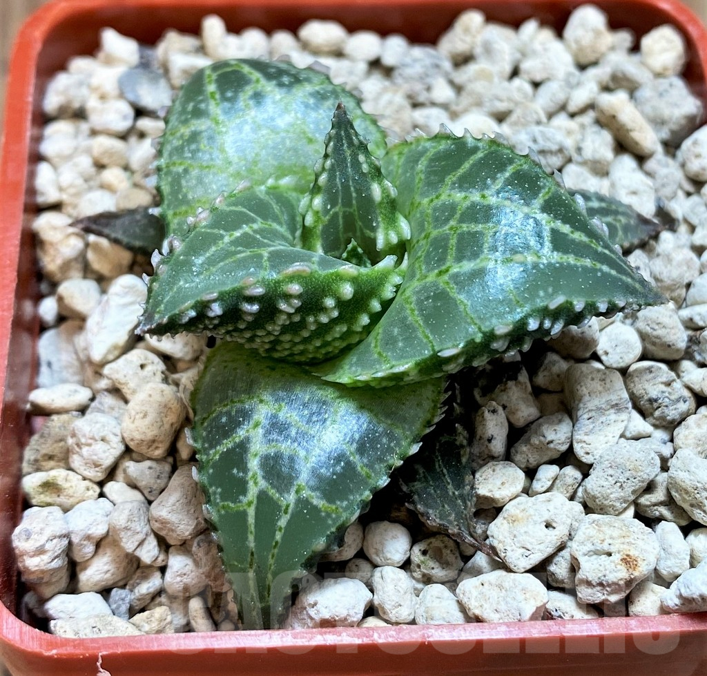 SH5799 Haworthia tessellata 'Fang' - Image 2