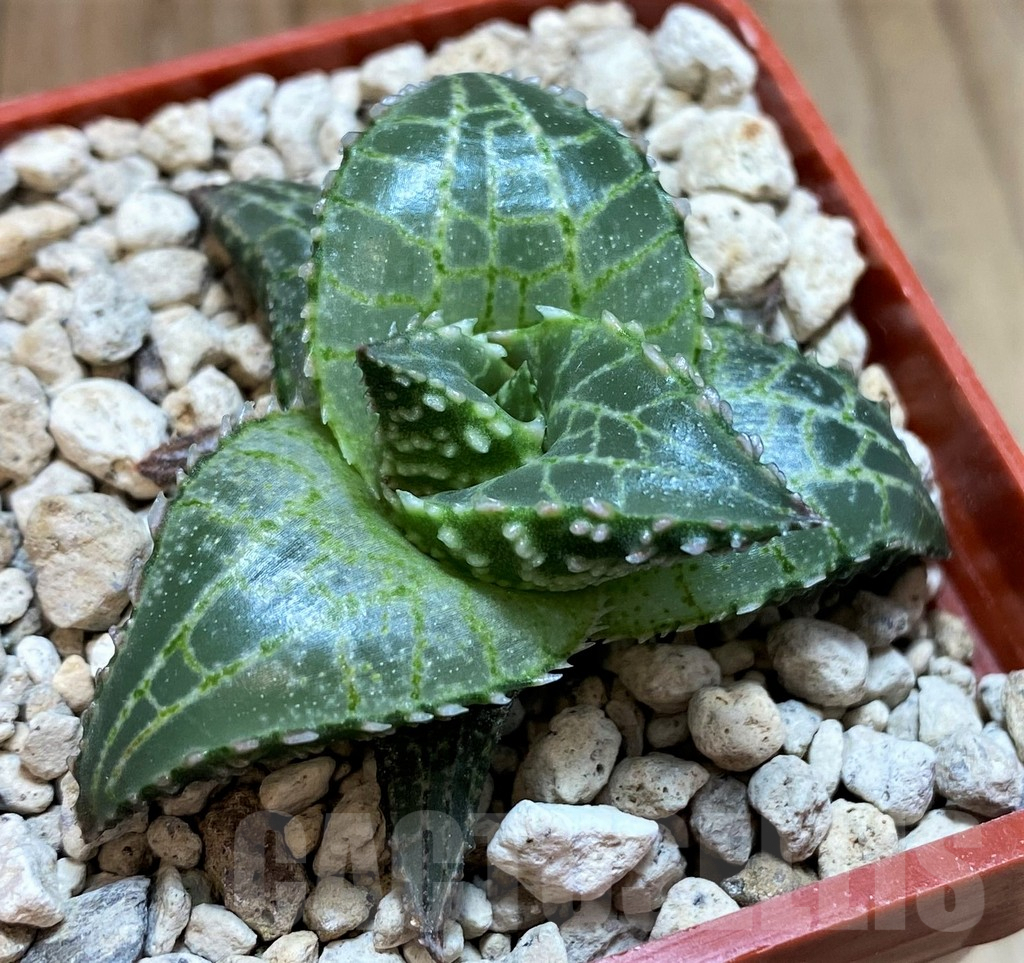 SH5799 Haworthia tessellata 'Fang' - Image 3