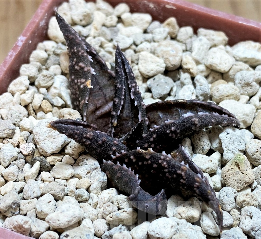 SH5800 Haworthia tessellata -Heliskloof-