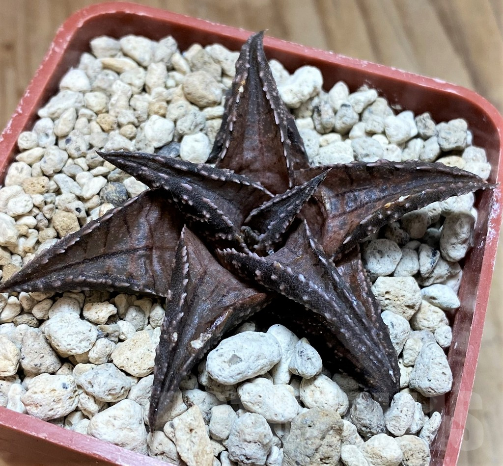 SH5801 Haworthia tessellata -Heliskloof- - Image 2