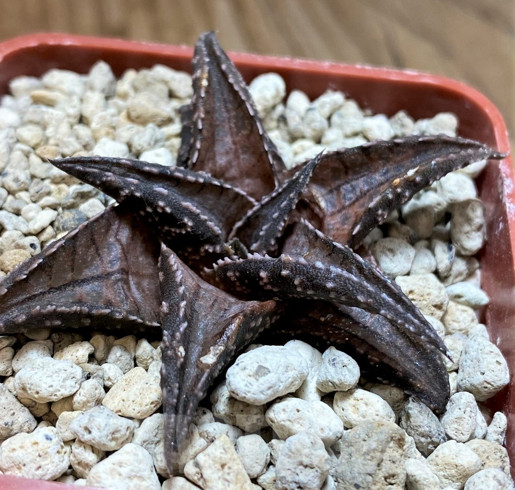 SH5801 Haworthia tessellata -Heliskloof-