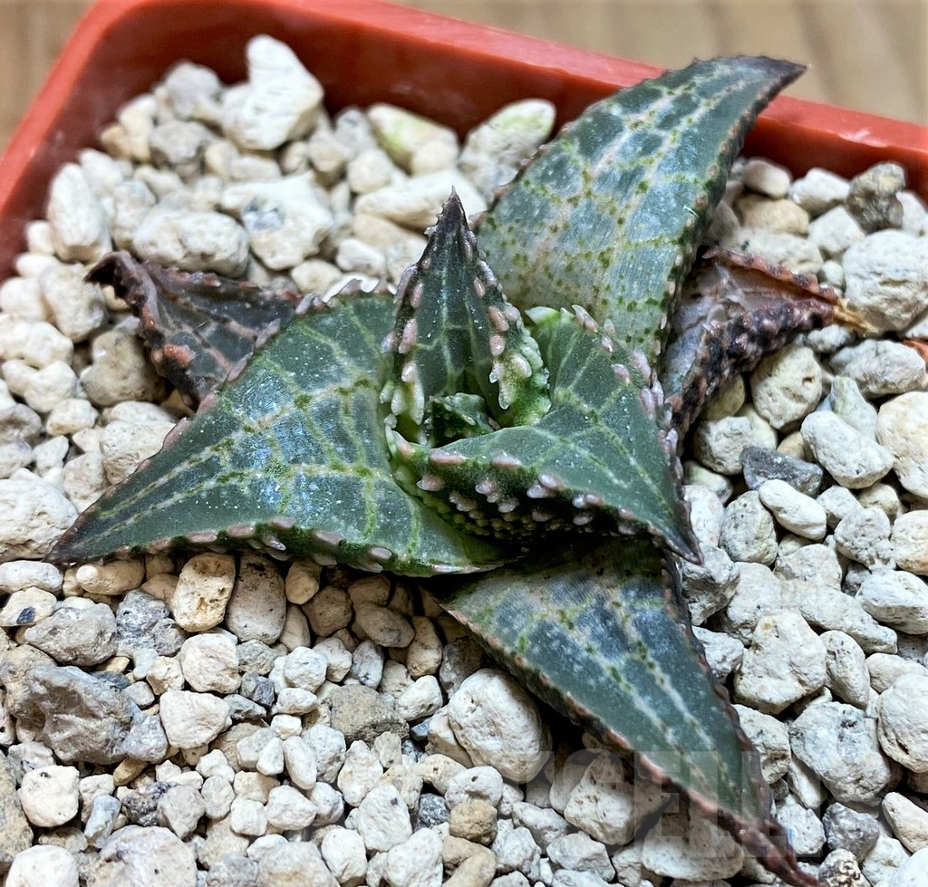 SH5803 Haworthia tessellata ‘Fang’