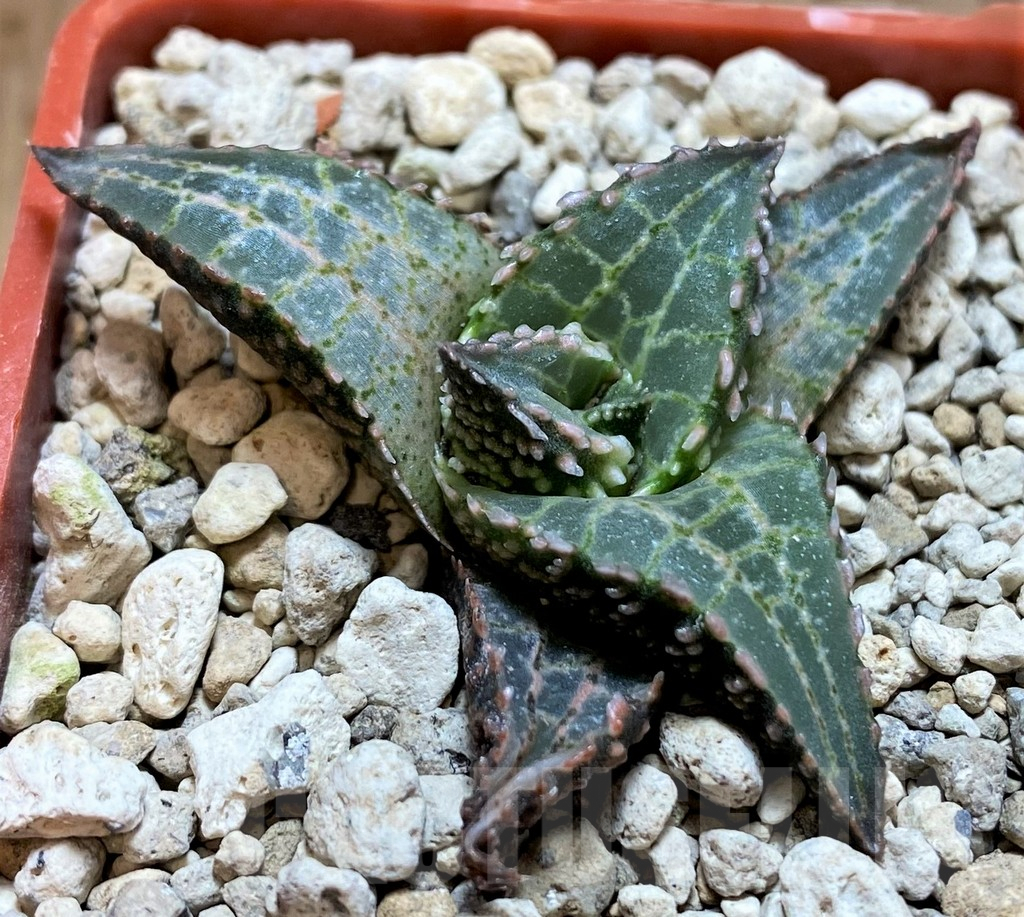 SH5803 Haworthia tessellata ‘Fang’ - Image 2