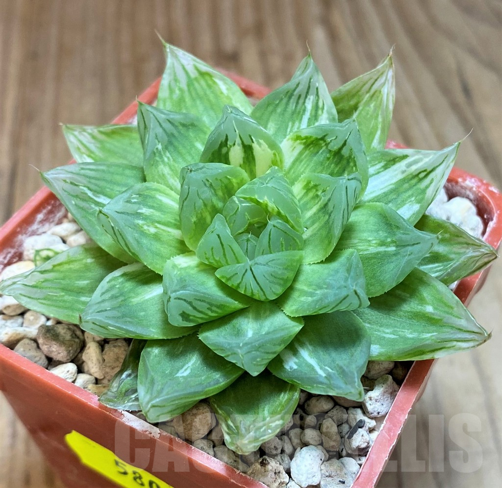 SH5804 Haworthia obtusa 'Komomo' f. variegata -Japan- - Image 2