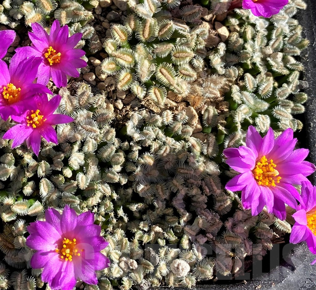 SH5793 Mammillaria bertholdii, seedling, own roots (1 plant) - Image 2