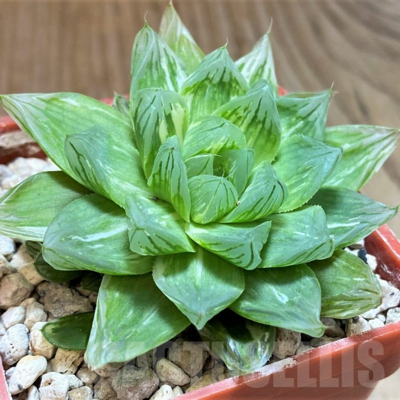 SH5804 Haworthia obtusa 'Komomo' f. variegata -Japan-