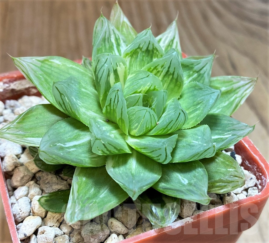 SH5804 Haworthia obtusa 'Komomo' f. variegata -Japan-