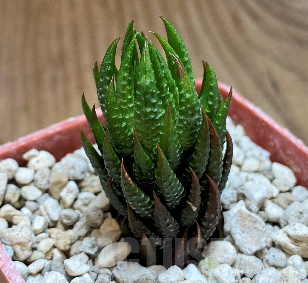 SH5806 Haworthia reinwardtii v. olivacea, ex COK - immagine 2