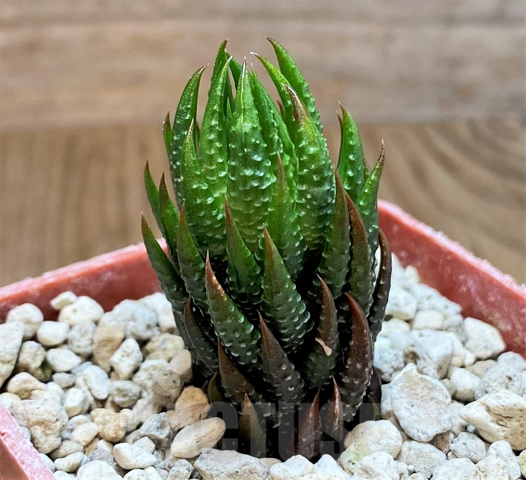 SH5806 Haworthia reinwardtii v. olivacea, ex COK
