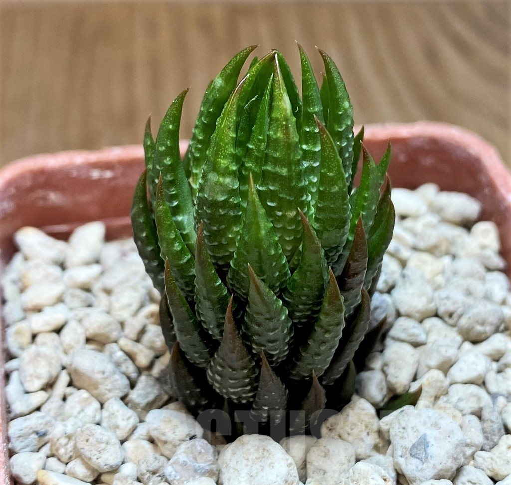 SH5807 Haworthia reinwardtii v. olivacea, ex COK - immagine 2