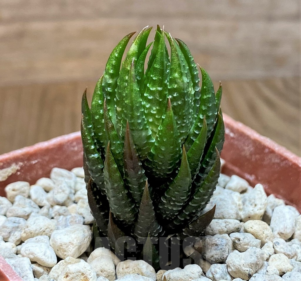 SH5807 Haworthia reinwardtii v. olivacea, ex COK