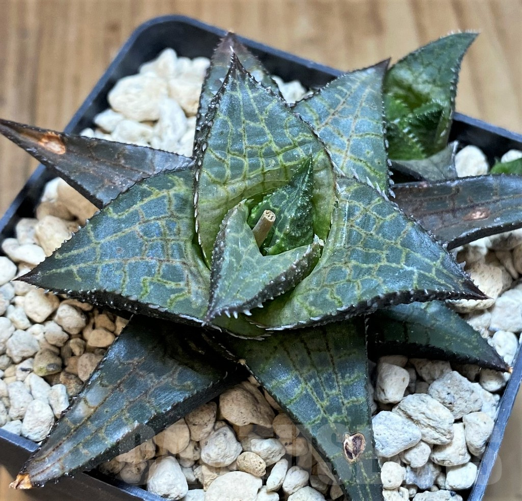 SH5809 Haworthia tessellata -Modderpoort, Jameston- - immagine 3