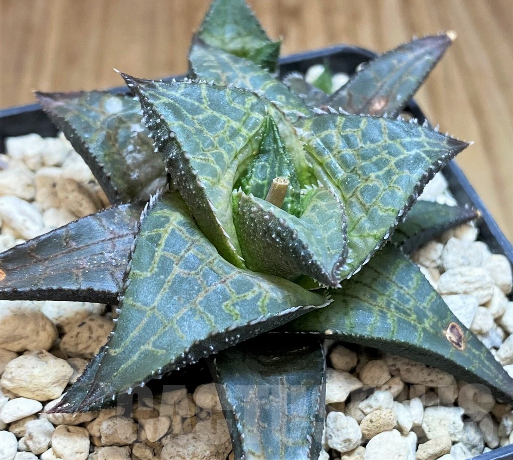 SH5809 Haworthia tessellata -Modderpoort, Jameston-