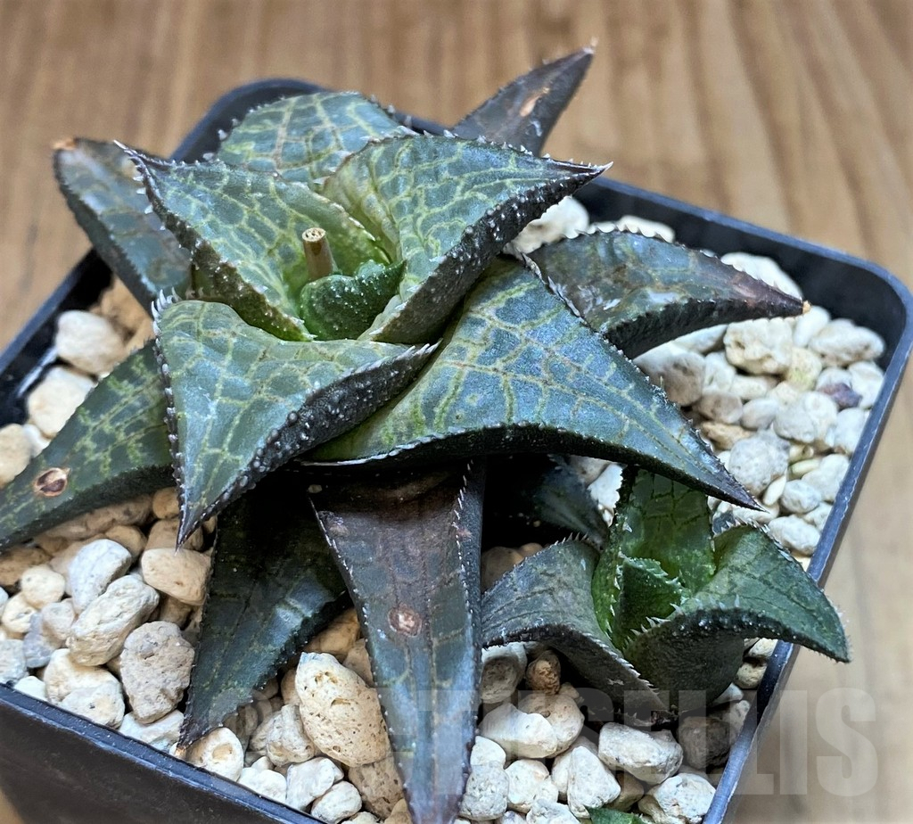 SH5809 Haworthia tessellata -Modderpoort, Jameston- - immagine 2