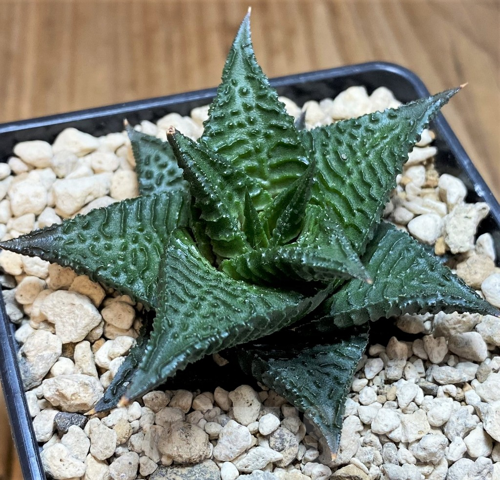 SH5811 Haworthia limifolia 'Dark form', ex Richtr - Image 2