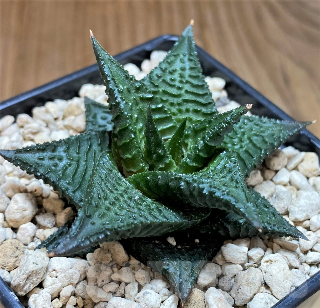 SH5811 Haworthia limifolia 'Dark form', ex Richtr