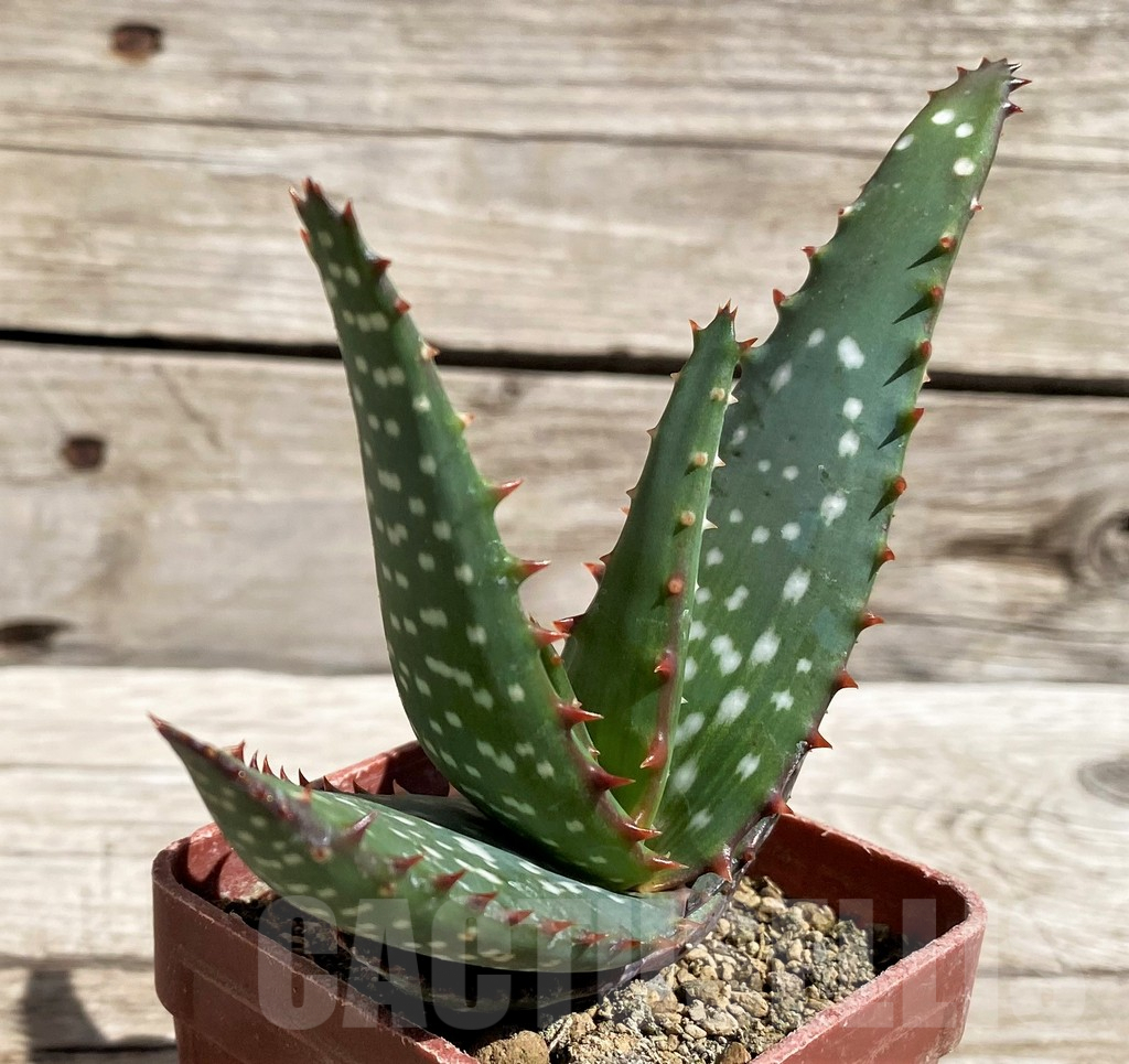 SH5815 Aloe microstigma PV553