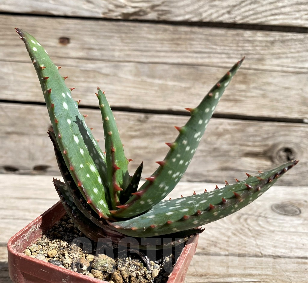 SH5815 Aloe microstigma PV553 - Image 2