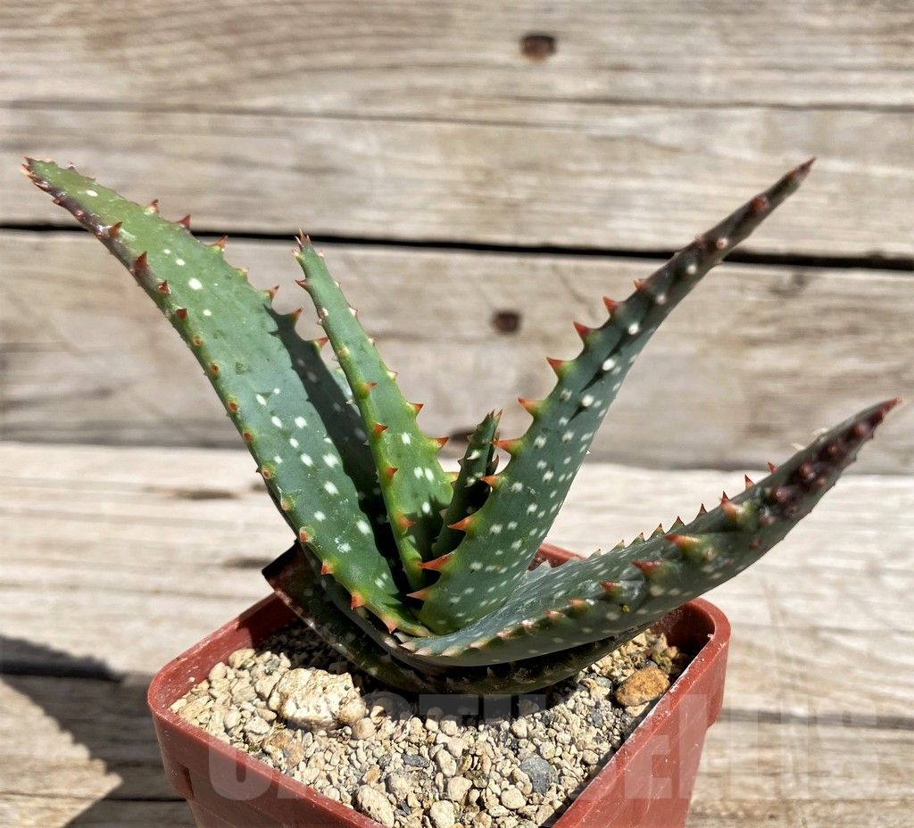 SH5816 Aloe microstigma PV553