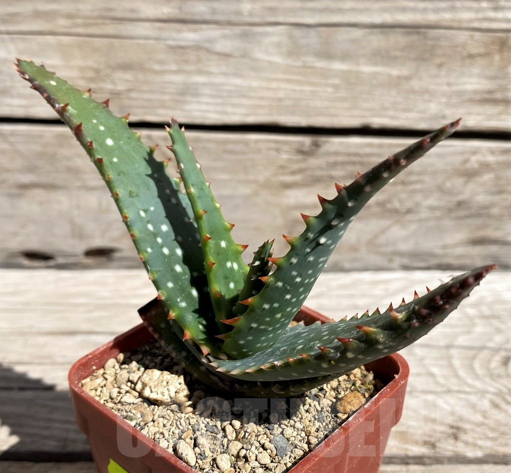 SH5816 Aloe microstigma PV553 - Image 2