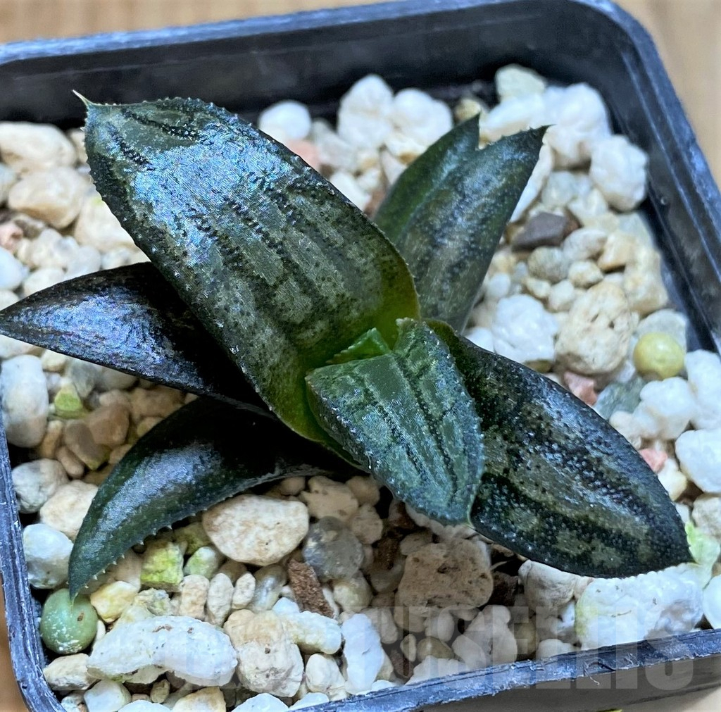 SH4512 Haworthia venosa x koelmaniorum hybrid, seedling - Image 3