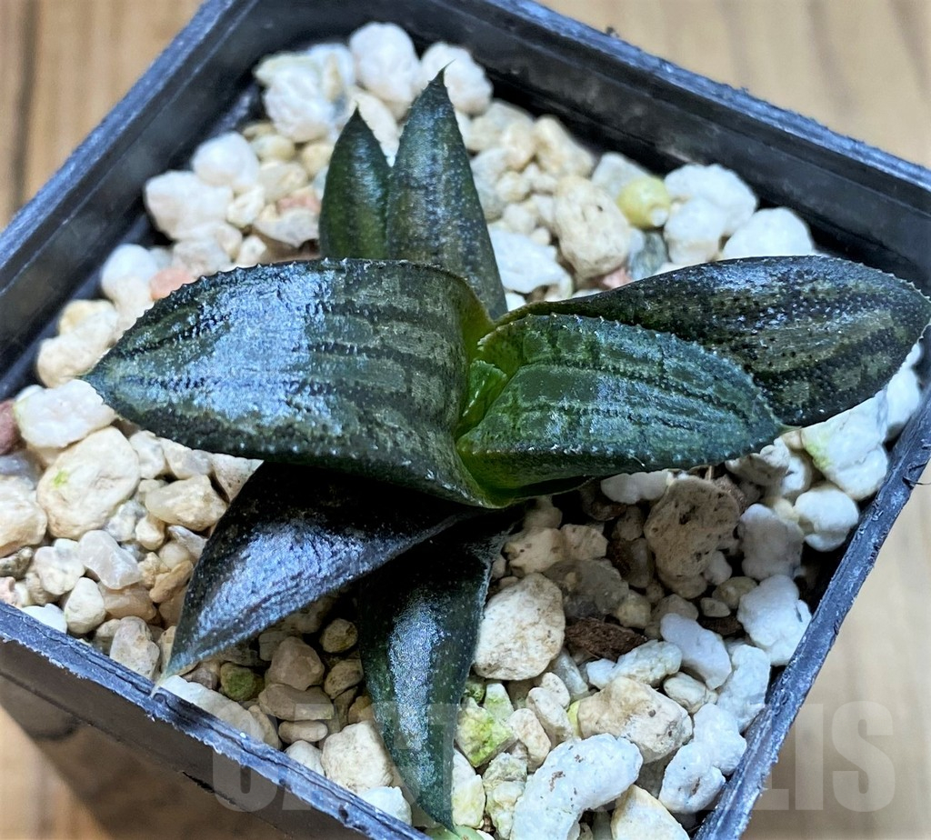 SH4512 Haworthia venosa x koelmaniorum hybrid, seedling - Image 2