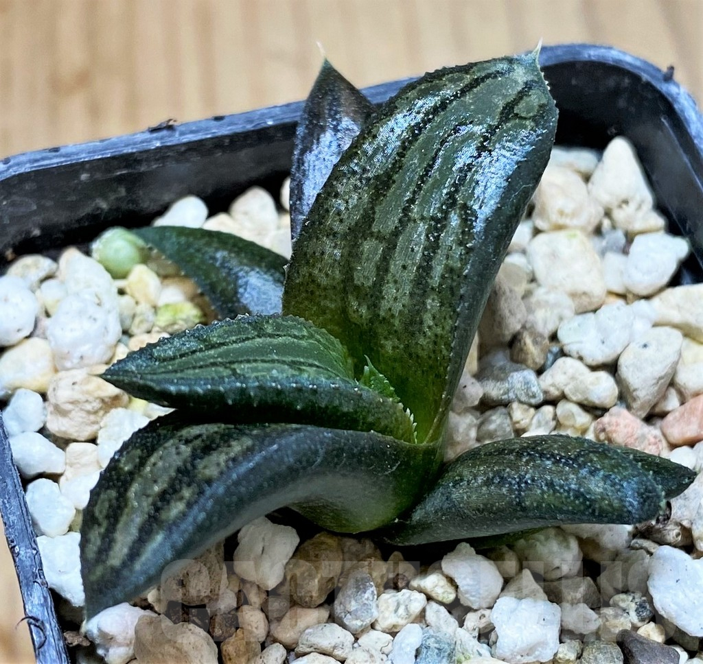 SH4512 Haworthia venosa x koelmaniorum hybrid, seedling