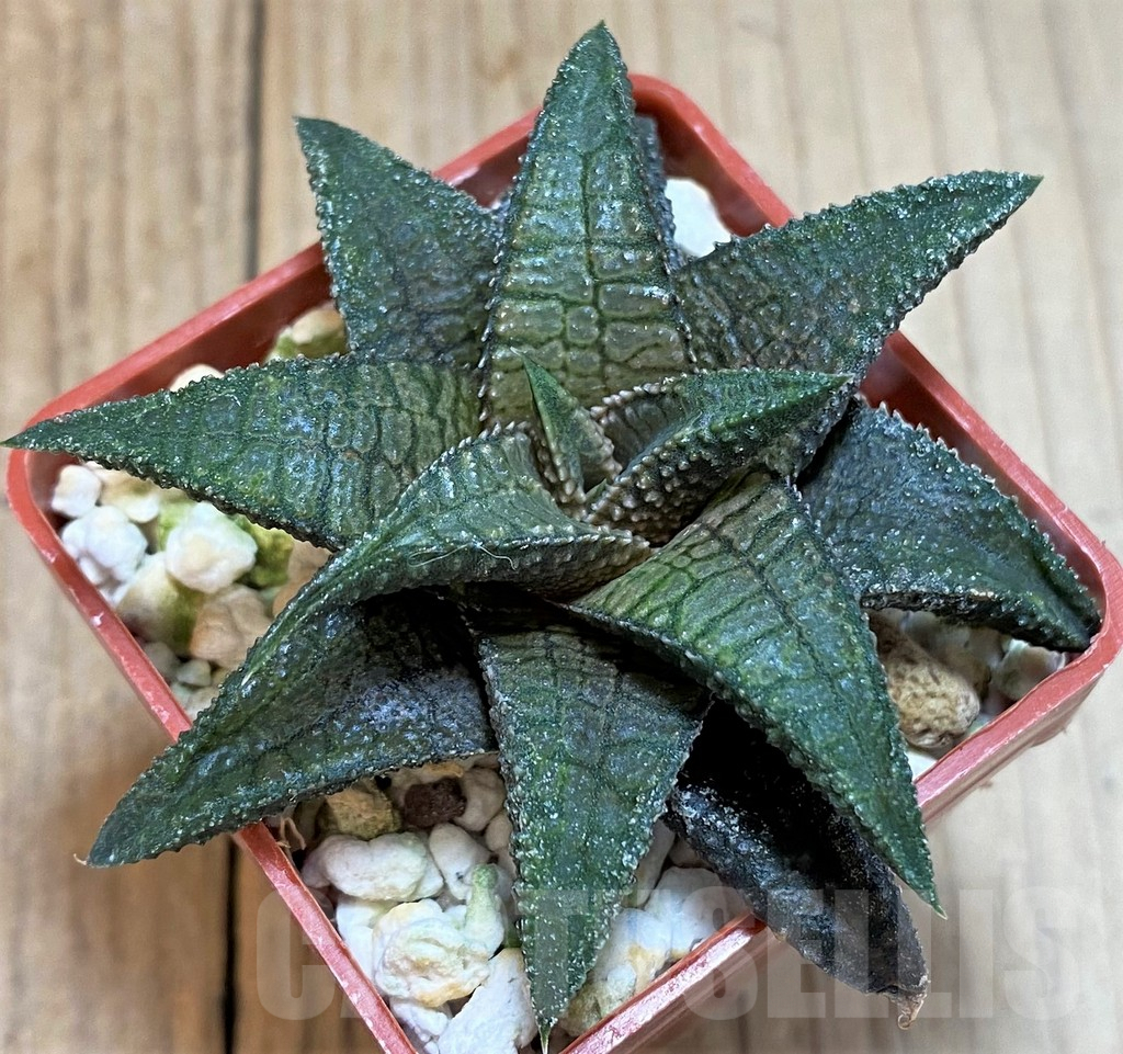 SH4515 Haworthia koelmaniorum 'Dragon King' - immagine 2