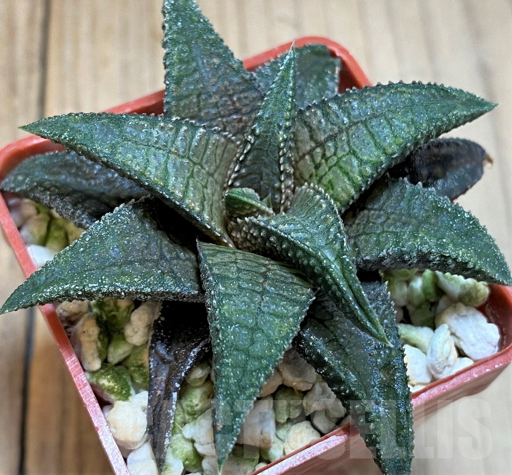 SH4515 Haworthia koelmaniorum 'Dragon King'