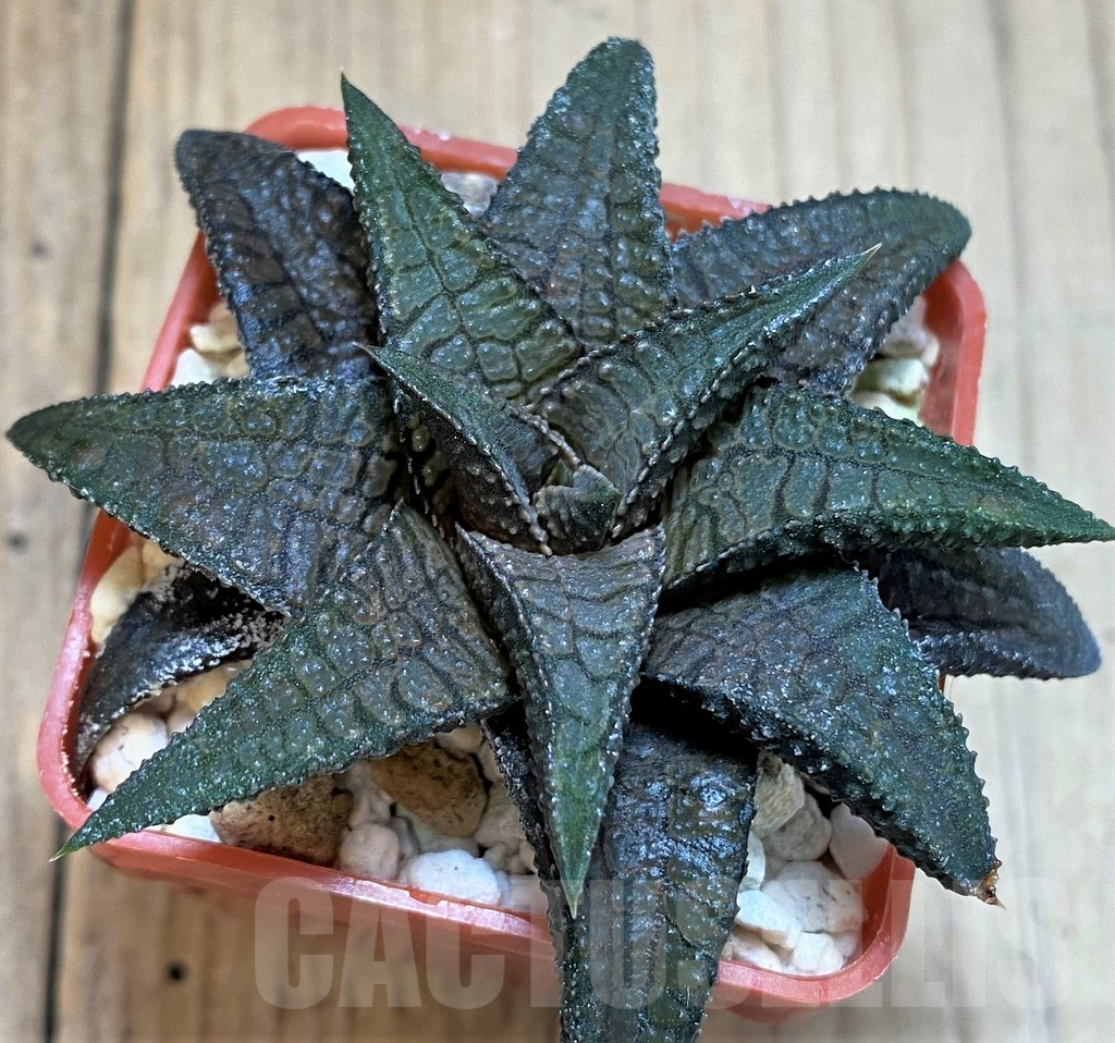 SH4516 Haworthia koelmaniorum 'Dragon King' - Image 2