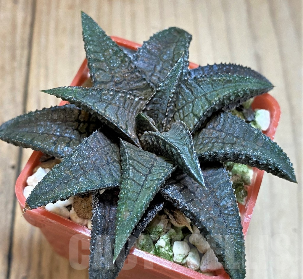 SH4516 Haworthia koelmaniorum 'Dragon King'