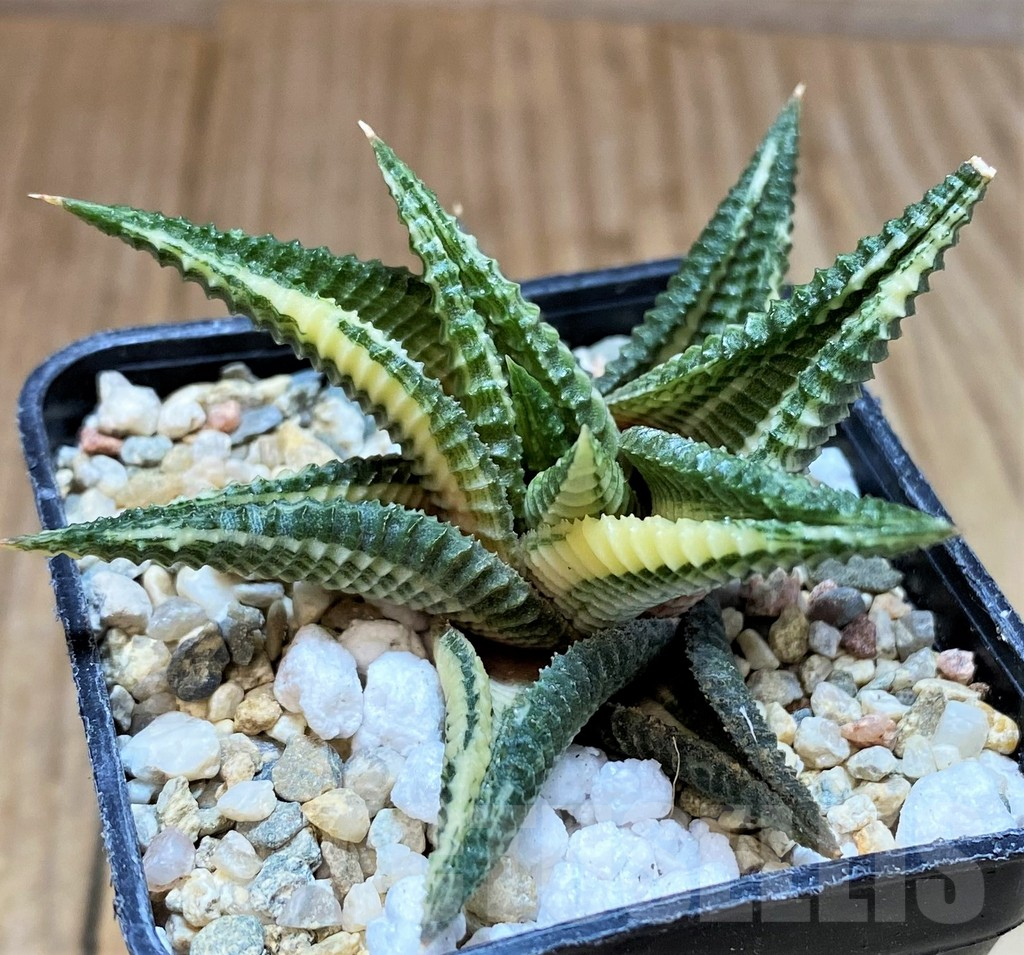 SH4519 Haworthia limifolia f. variegata