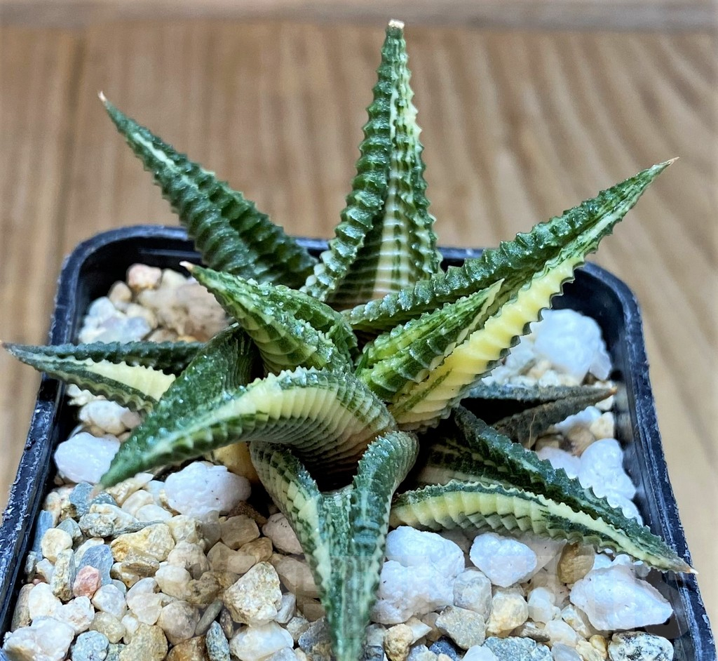 SH4519 Haworthia limifolia f. variegata – Bild 2