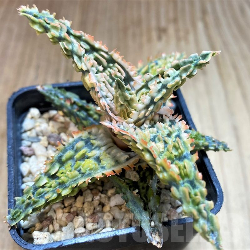 SH4485 Aloe TCT hybrid