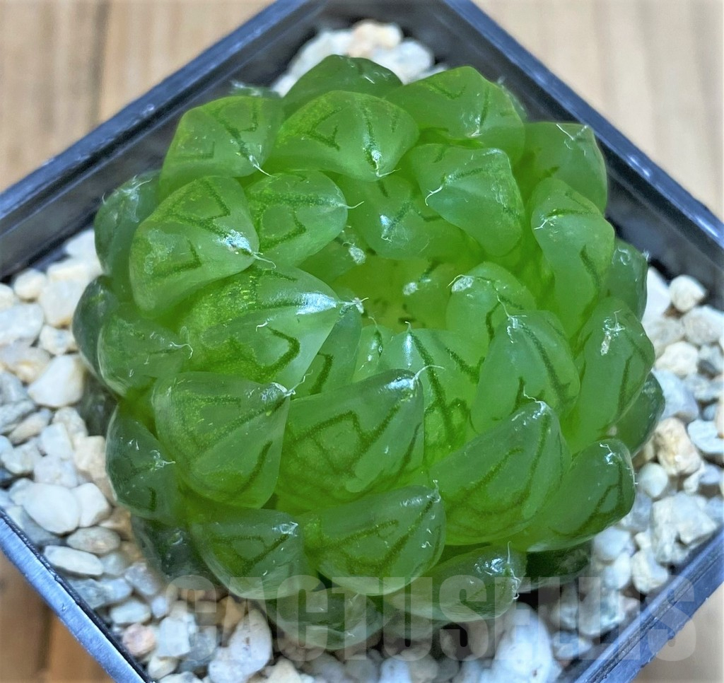 SH4522 Haworthia cooperi ‘Led mutant’ – Bild 2