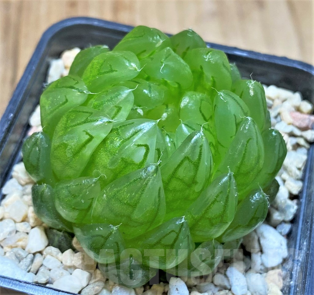 SH4522 Haworthia cooperi ‘Led mutant’
