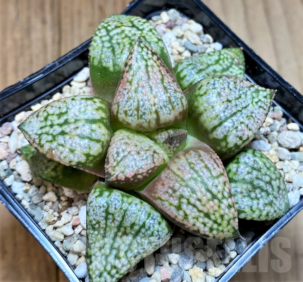 SH4523 Haworthia picta ‘Red Peacock’ - immagine 2