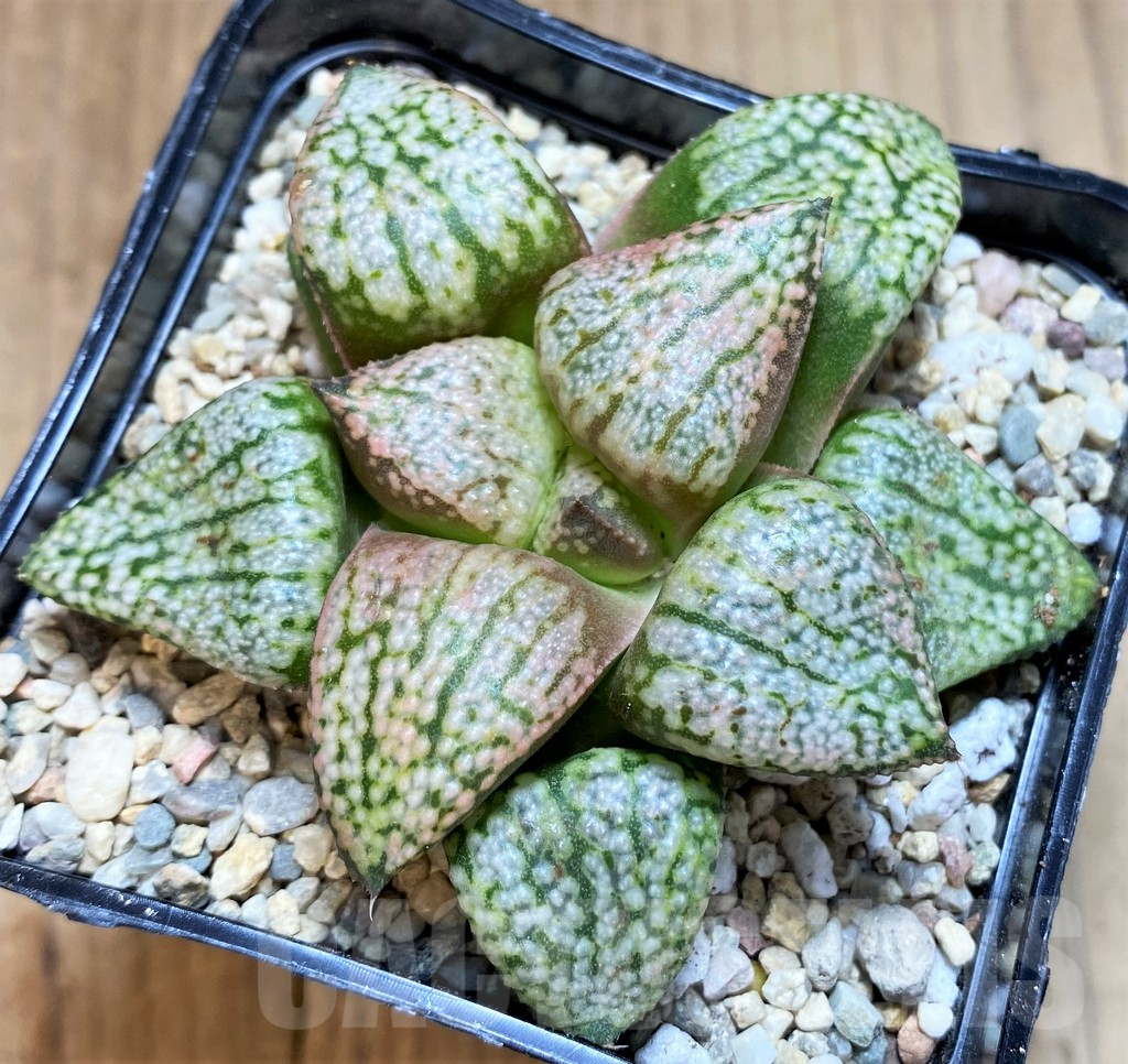 SH4523 Haworthia picta ‘Red Peacock’