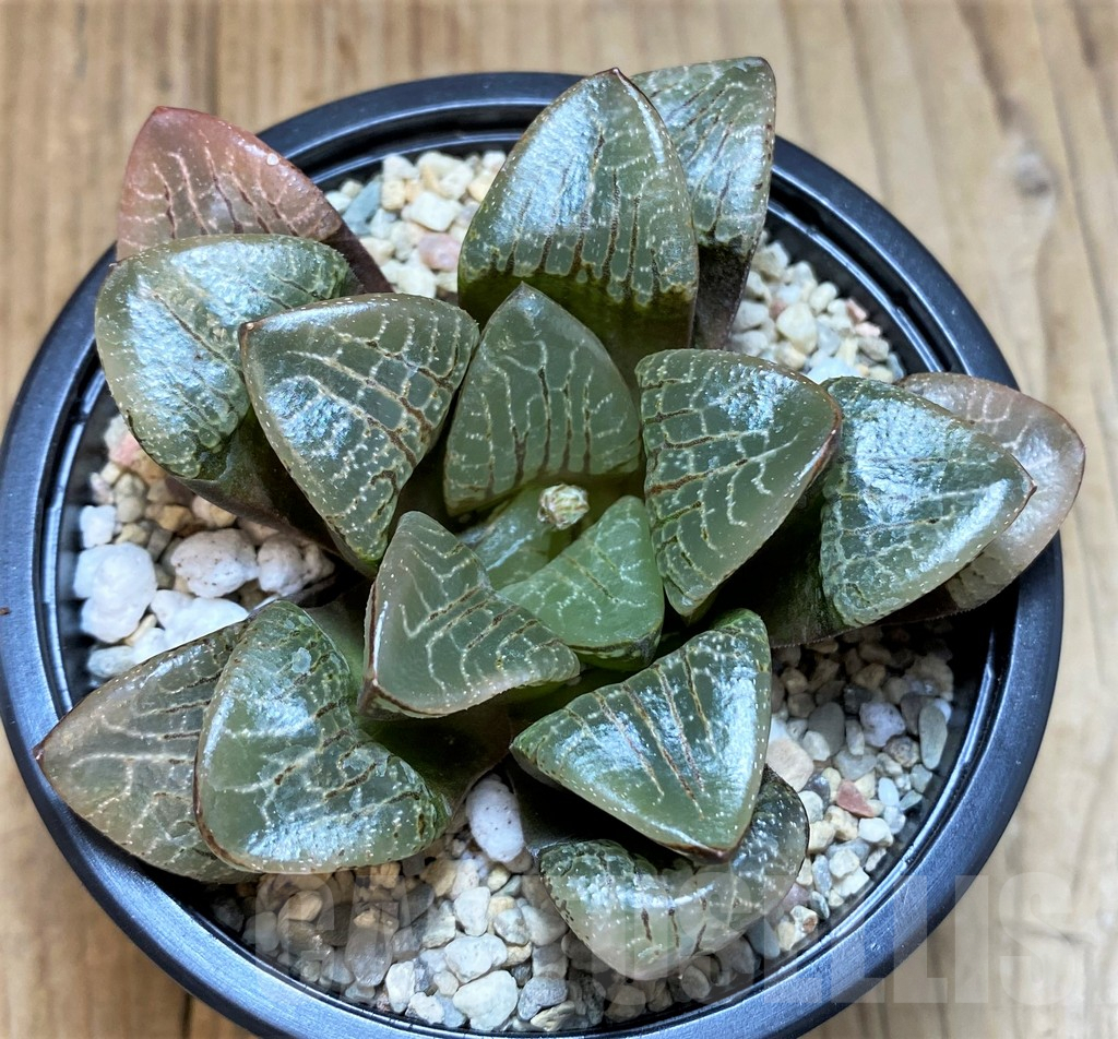SH4525 Haworthia comptoniana ‘Wanhua Jing’ - immagine 2