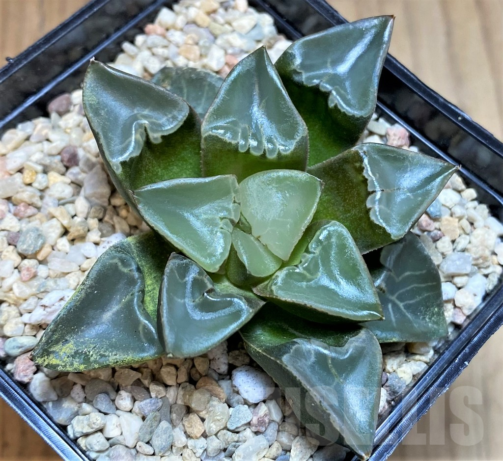 SH4526 Haworthia ‘Fire Phoenix’ - Image 2