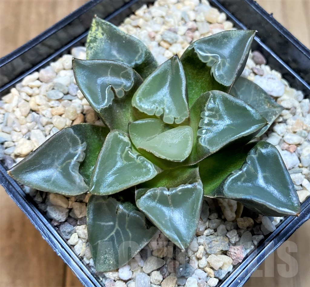 SH4526 Haworthia ‘Fire Phoenix’