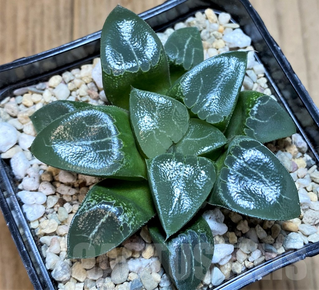 SH4528 Haworthia bayeri ‘Beauty Moon Shadow’ - Image 2