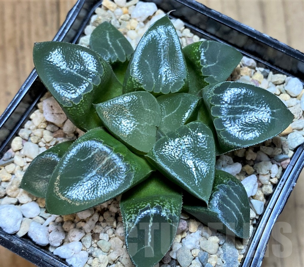 SH4528 Haworthia bayeri ‘Beauty Moon Shadow’