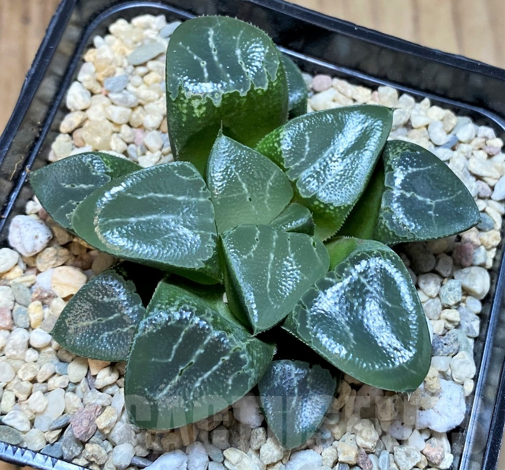 SH4529 Haworthia bayeri ‘Beauty Moon Shadow’