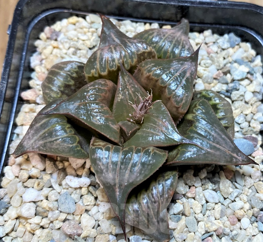 SH4531 Haworthia badia ‘Hinototi’ - immagine 2