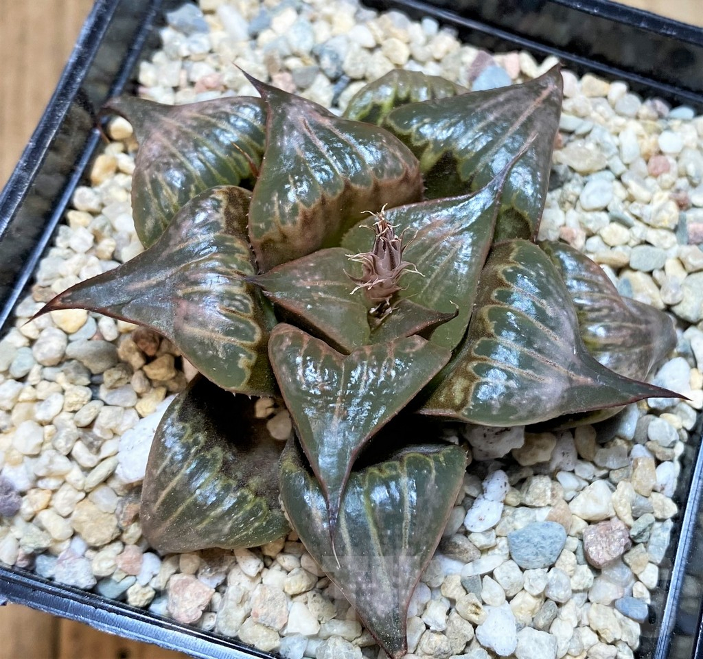 SH4531 Haworthia badia ‘Hinototi’