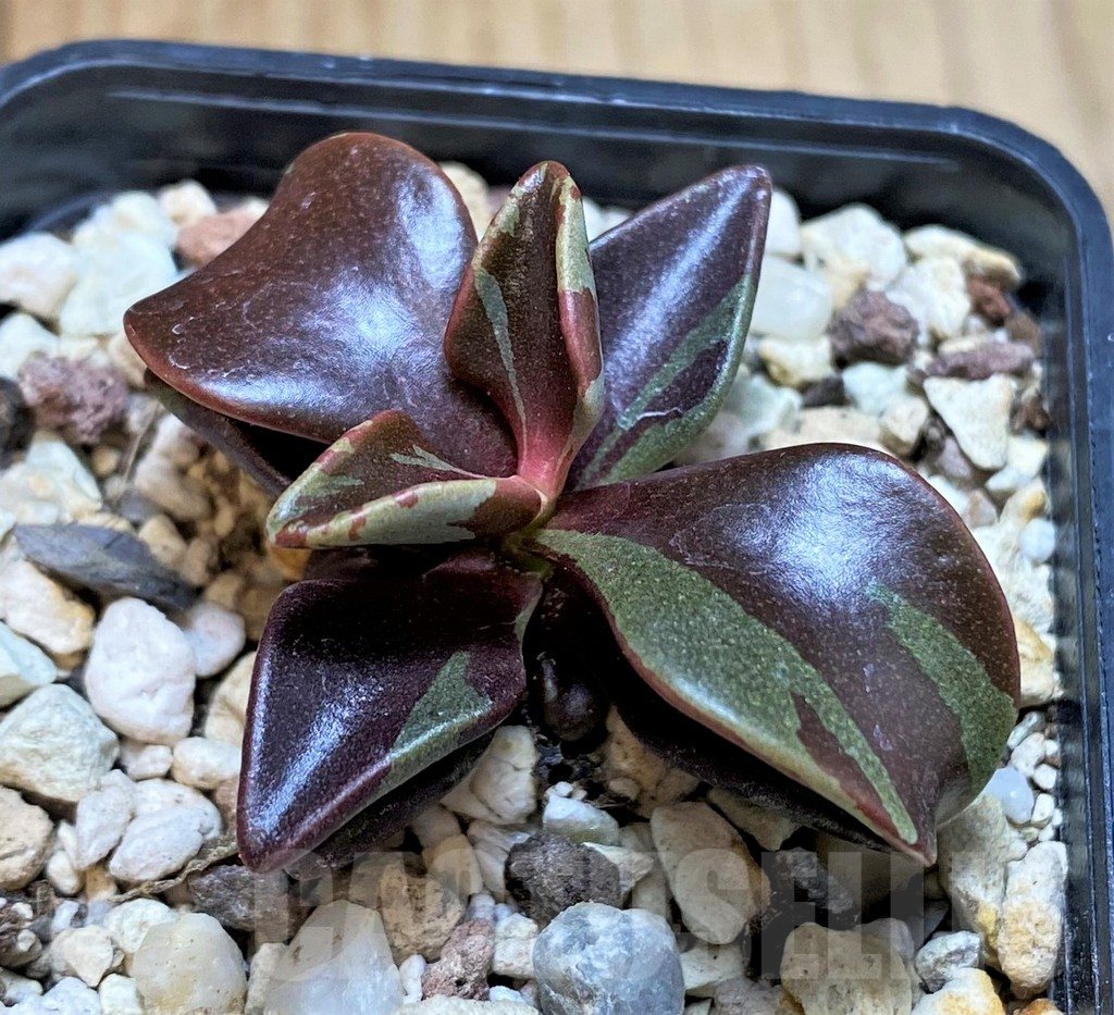 SH4532 Lenophyllum guttatum f. variegata