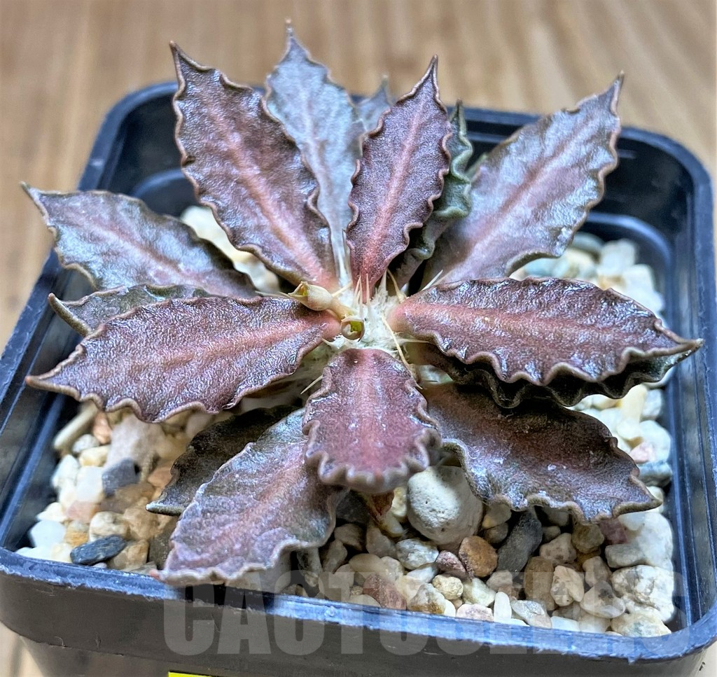 SH4534 Euphorbia tulearensis - Obrázek 2