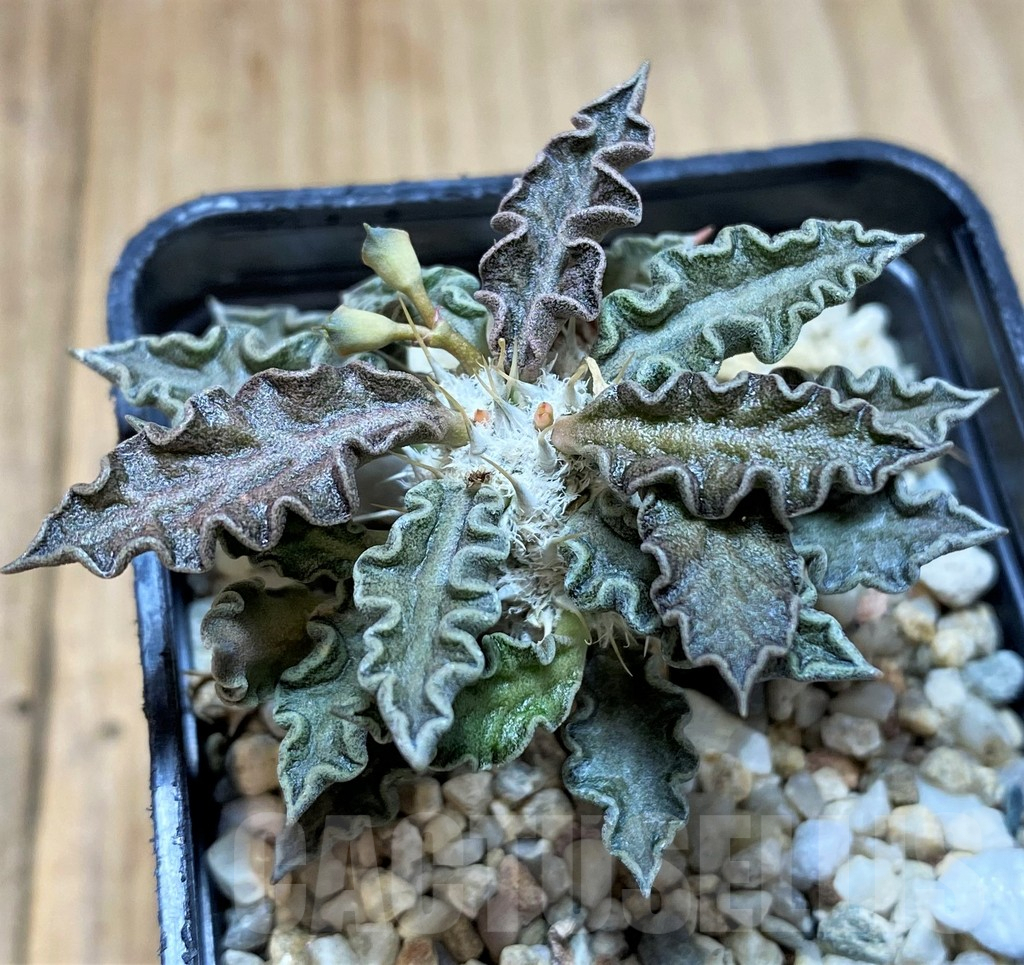 SH4535 Euphorbia tulearensis